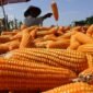 Situasi produksi jagung di beberapa sentra produsen yang saat ini tengah melimpah. (Dok. Tim Komunikasi Bapanas)

