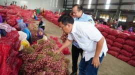 Kepala Badan Pangan Nasional (Bapanas) Arief Prasetyo Adi Meninjau produksi bawang merah  di Brebes, Jawa Tengah. (Dok. Tim Komunikasi Bapanas)