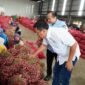 Kepala Badan Pangan Nasional (Bapanas) Arief Prasetyo Adi Meninjau produksi bawang merah  di Brebes, Jawa Tengah. (Dok. Tim Komunikasi Bapanas)